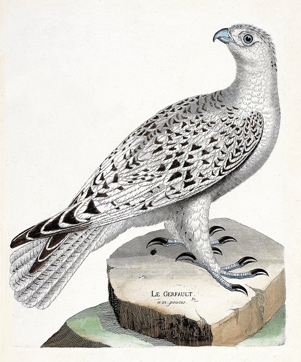 Carte zoologique (ornithologie) : faucon gerfaut (falco rusticolus). Illustration dans « L