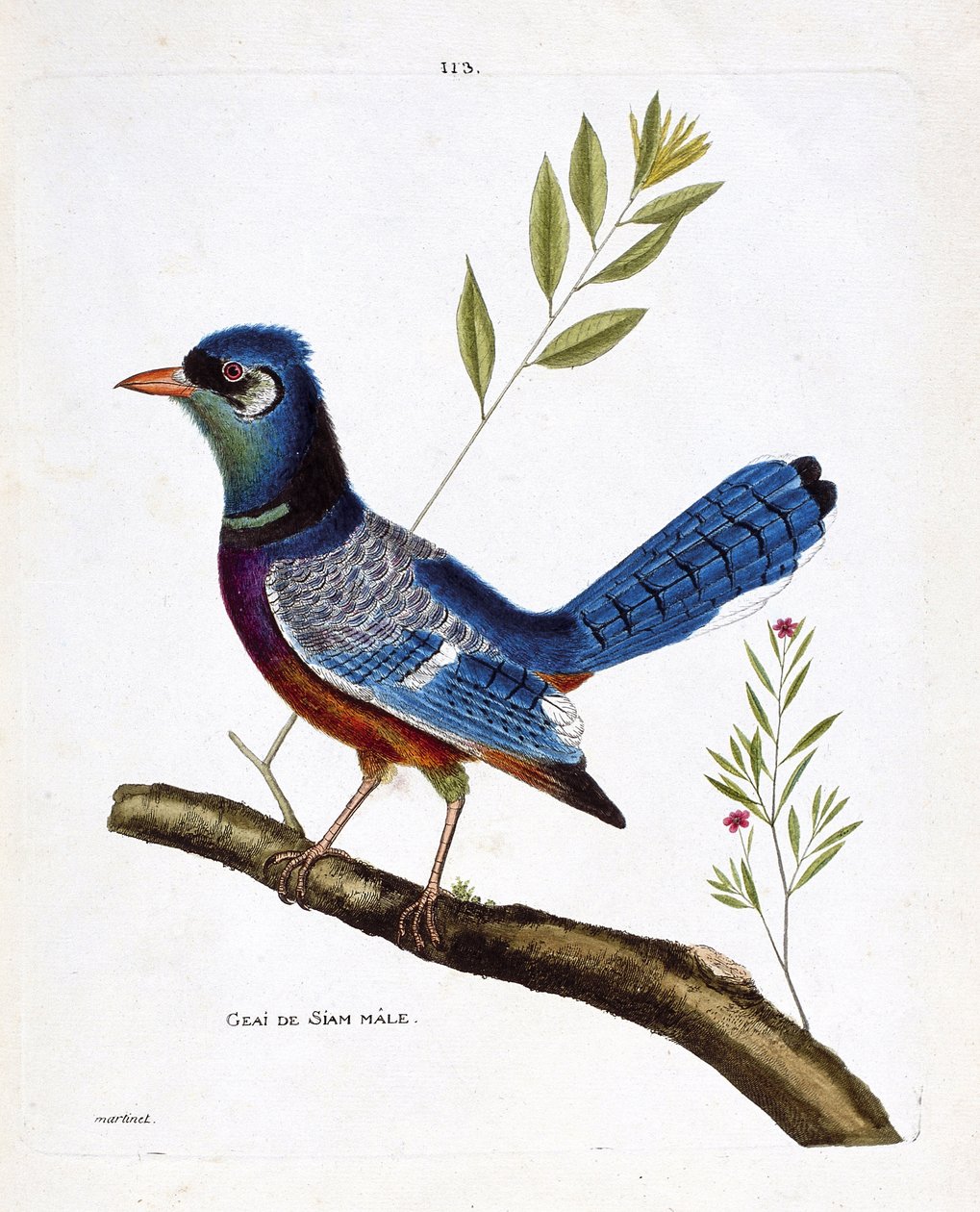 Planche zoologique (ornithologie) : Geai mâle de Siam (geai bleu ou cyanocitta cristata) sur une branche. Illustration dans « L
