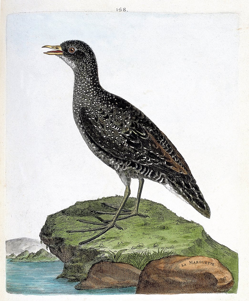 Planche zoologique (ornithologie) : Marouette (marouette ponctuée ou porzana porzana). Illustration dans « L