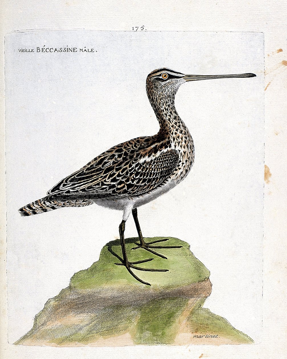 Planche zoologique (ornithologie) : vieille bécassine (bécassine des marais ou gallinago gallinago). Illustration dans « L