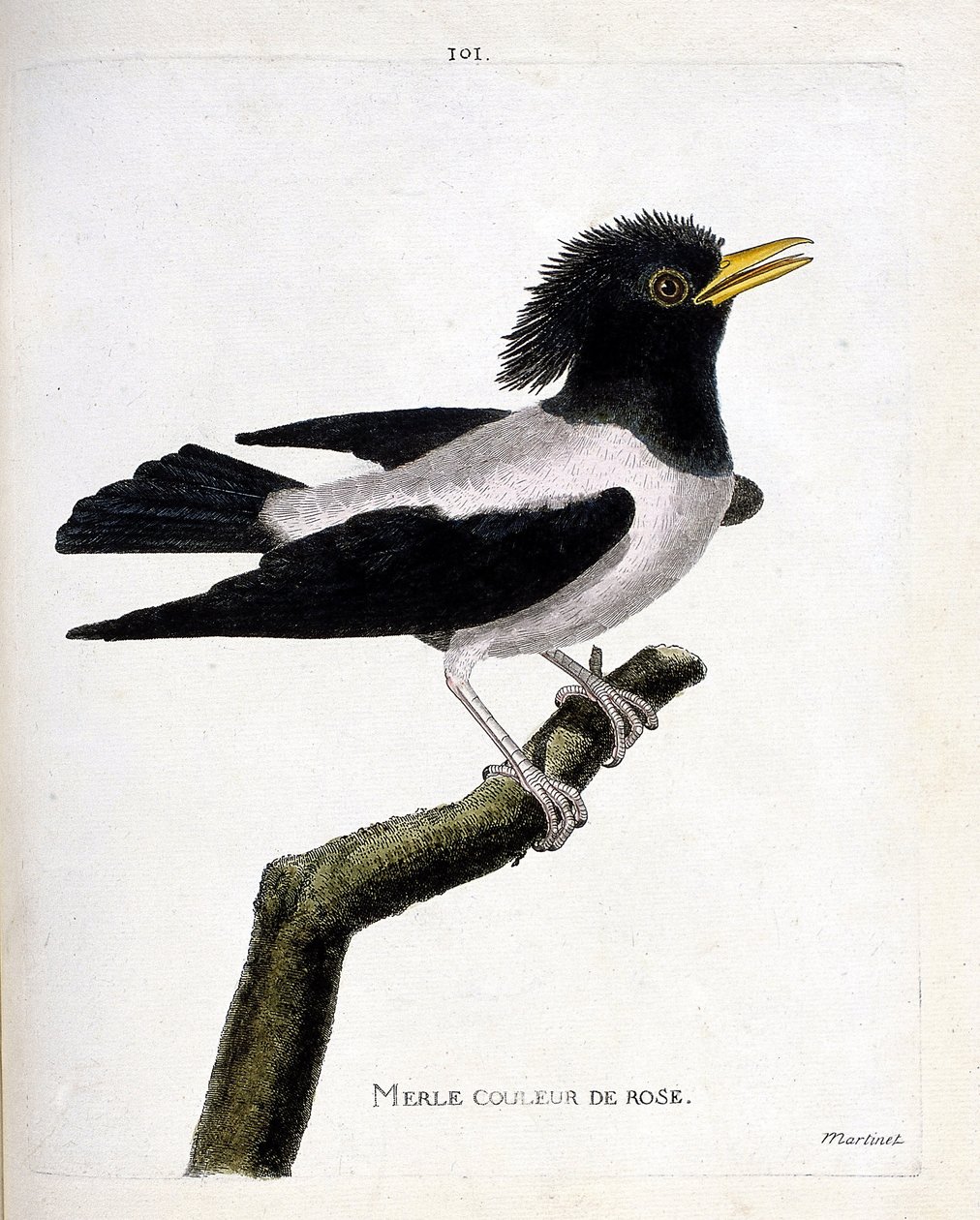 Planche zoologique (ornithologie) : étourneau rose (étourneau rosé ou sturnus roseus) sur une branche. Illustration dans « L