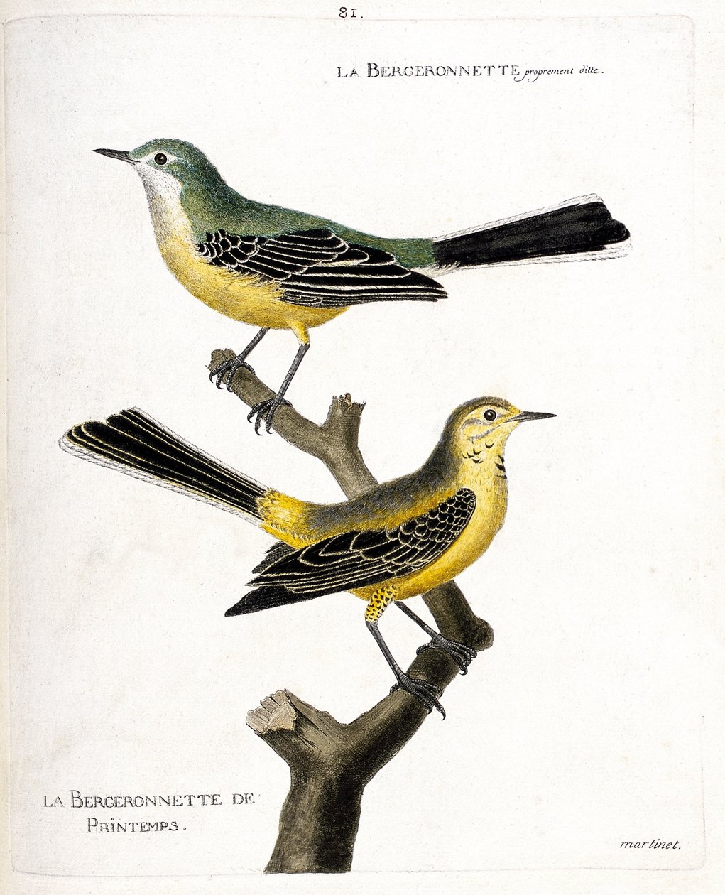 Planche zoologique (ornithologie) : la bergeronnette printanière (motacilla flava) sur une branche. Illustration dans « L