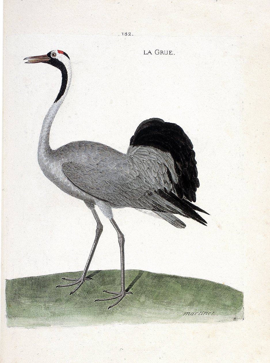 Carte zoologique (ornithologie) : grue cendrée (grus grus). Illustration dans « L