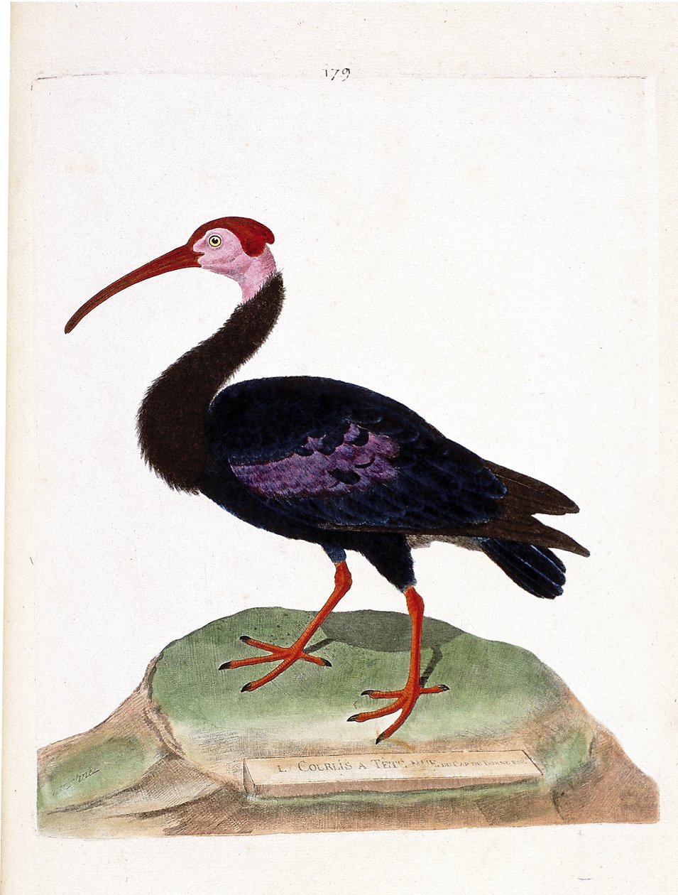 Planche zoologique (ornithologie) : Le courlis a une tête nue du cap de Bonne-Espérance (ibis du cap ou geronticus calvus). Illustration dans « L
