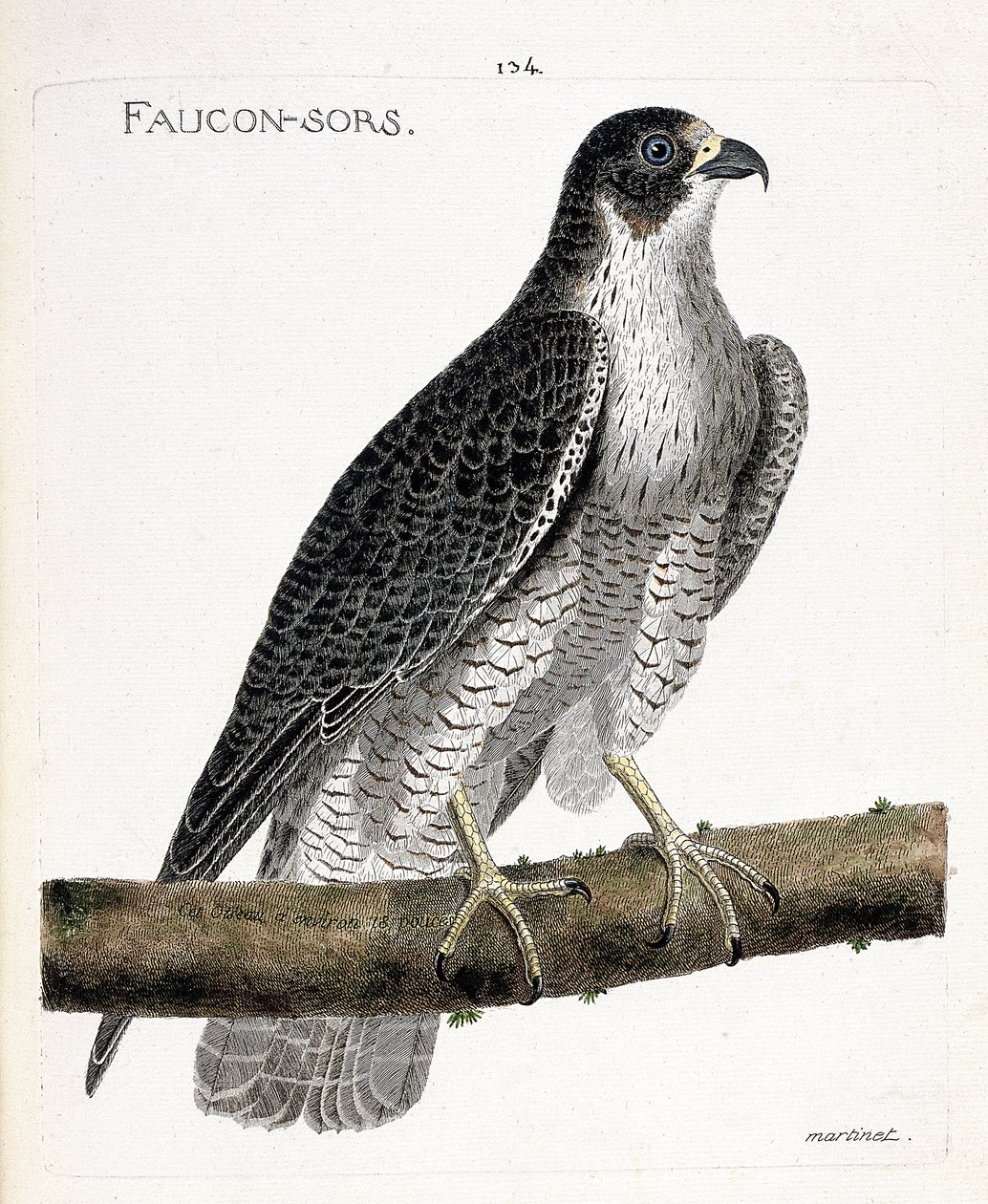 Planche zoologique (ornithologie) : le faucon pèlerin (falco peregrinus) sur une branche. Illustration dans « L