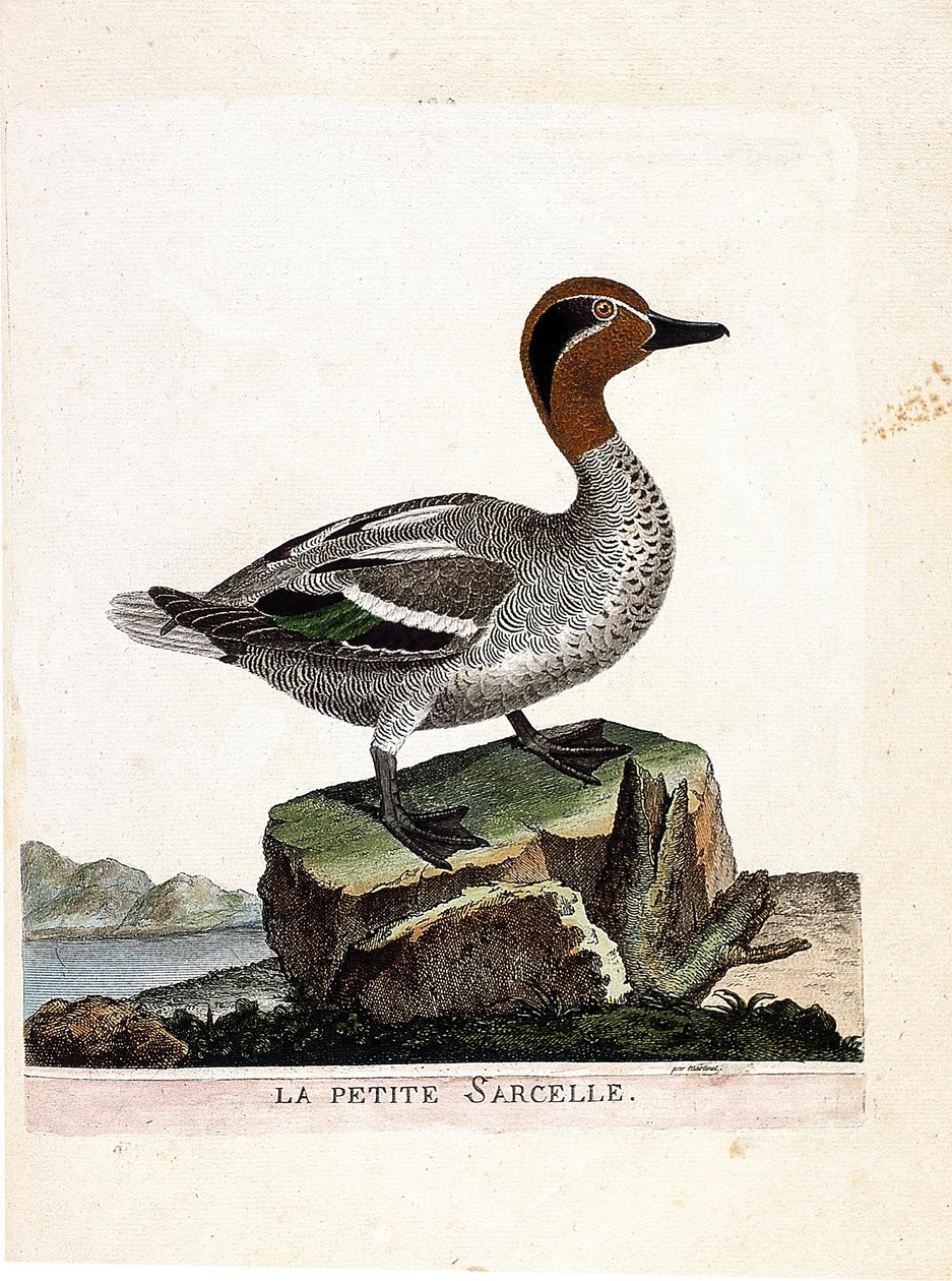 Carte zoologique (ornithologie) : la petite sarcelle (sarcelle d