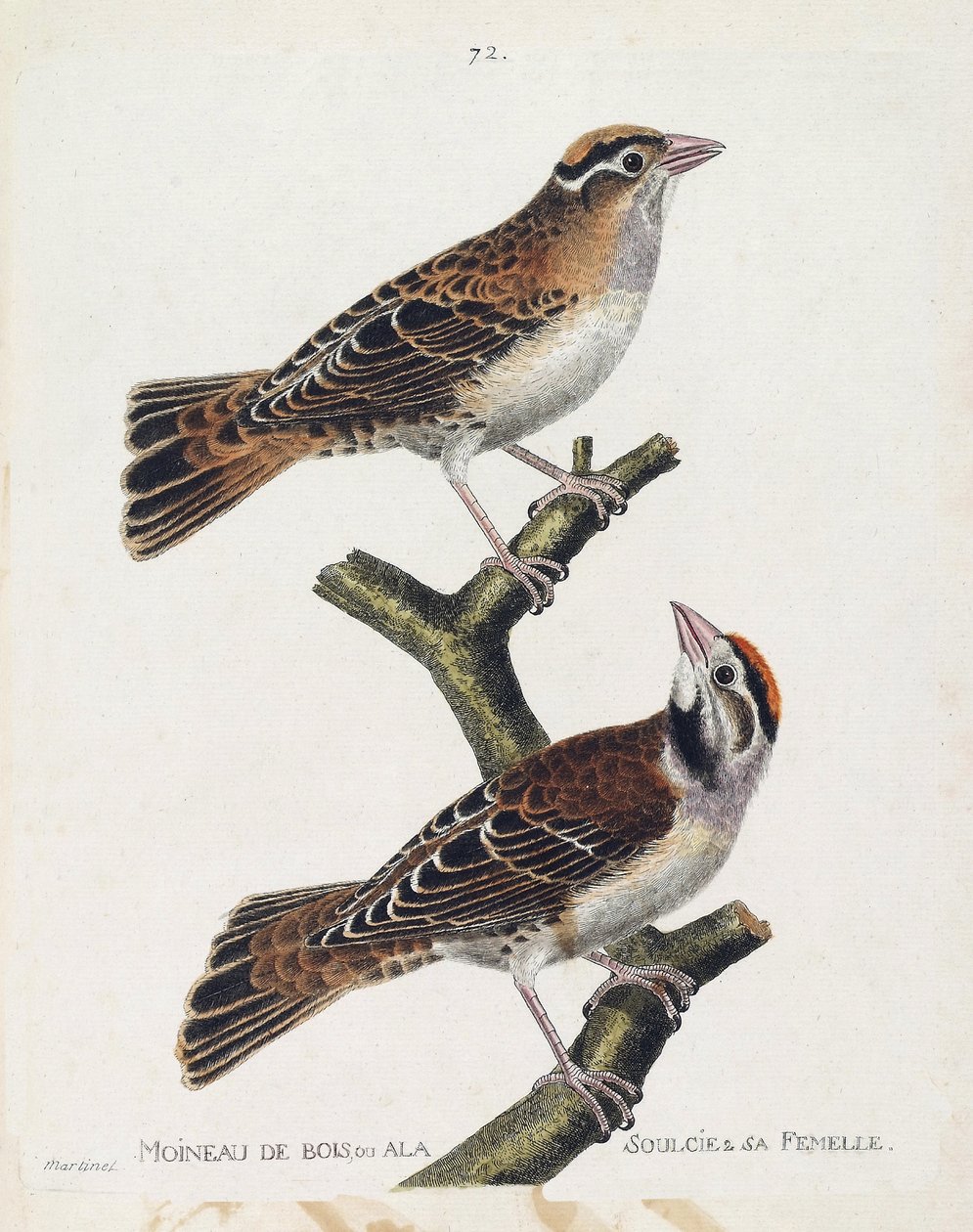 Planche zoologique (ornithologie) : le moineau des bois (spizea arborea) et sa femelle (petronia petronia). Illustration dans « L