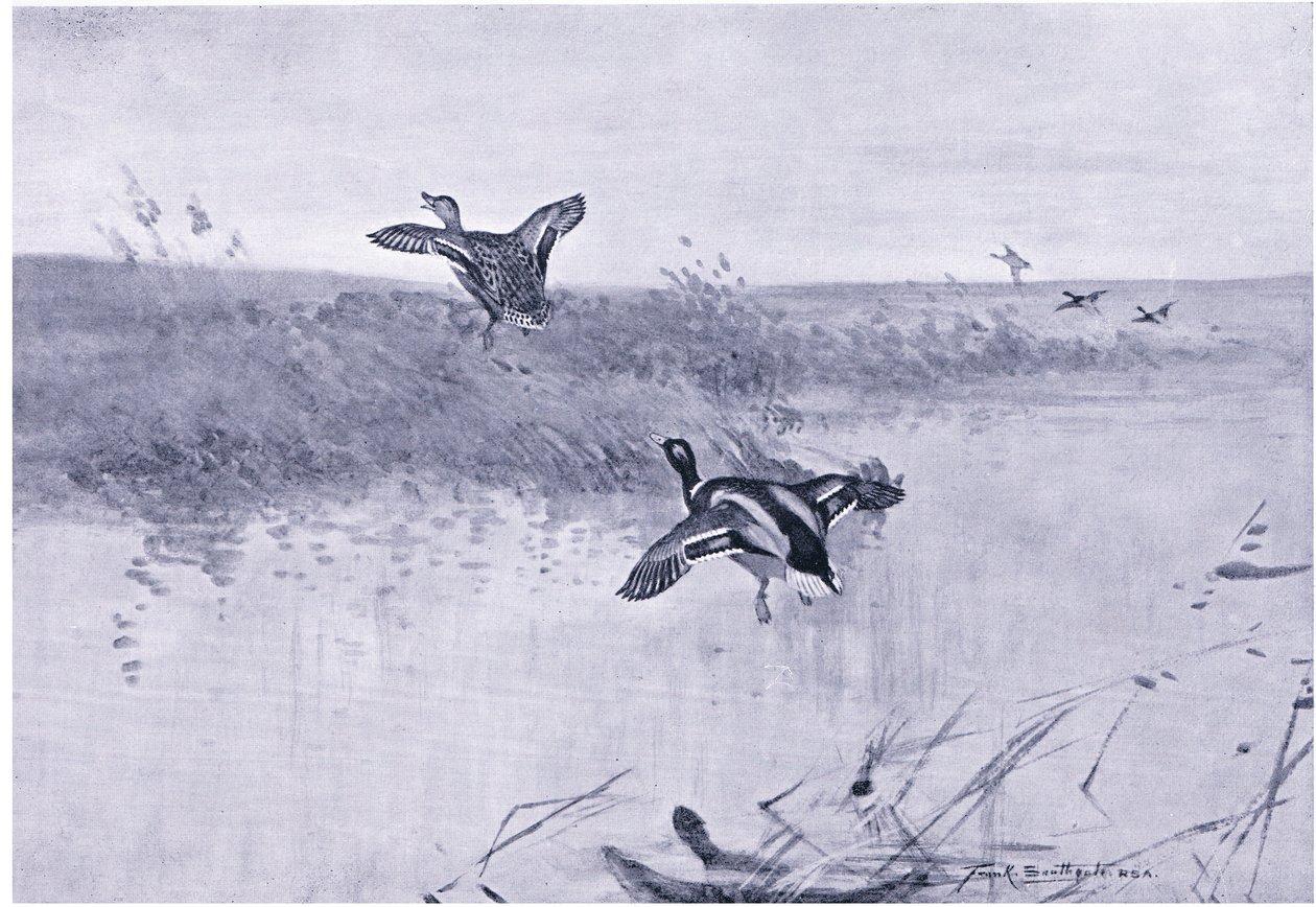 Canard s