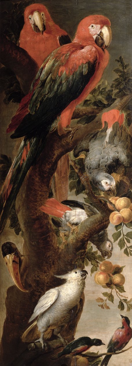 Aras et perroquets - Frans Snyders or Snijders