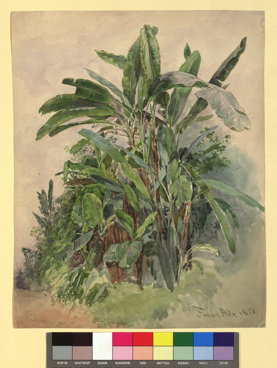 Schönbrunn - Étude de plantes - Franz Alt