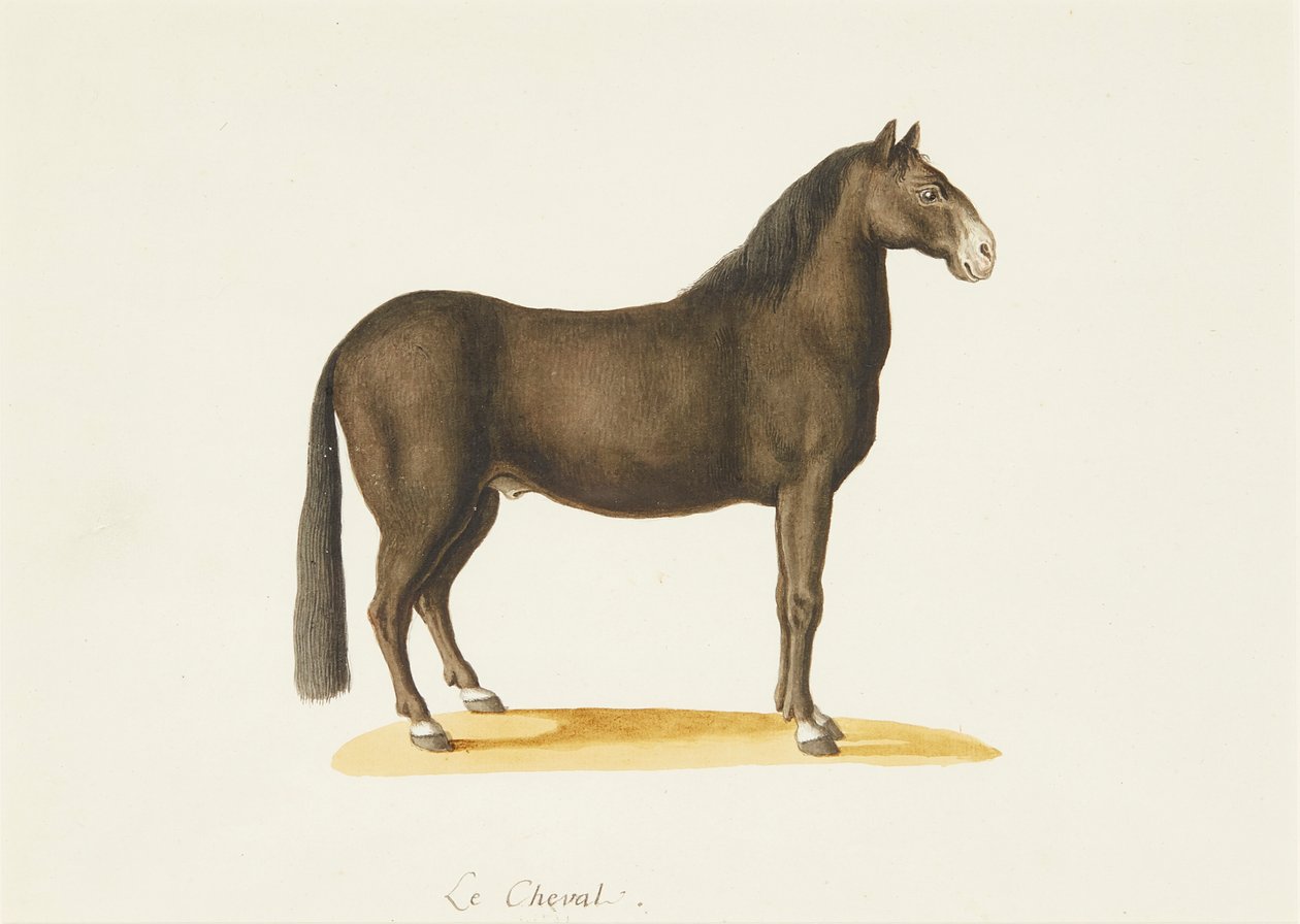 Le Cheval - Franz Anton von (attr.to) Scheidel