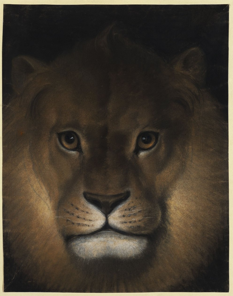Tête de lion - Franz Krüger