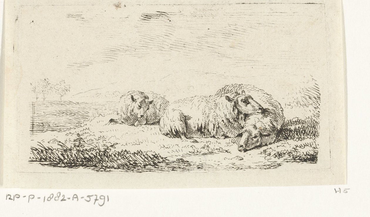 Trois moutons couchés dans l