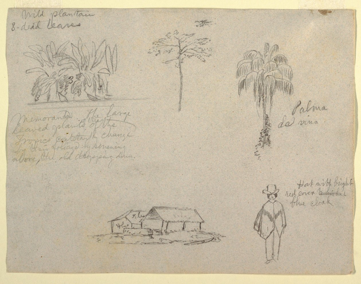 Dessins, esquisses botaniques, 1853 - Frederic Edwin Church