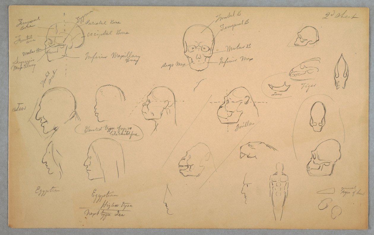 Dessin, études anatomiques, 1865-70 - Frederic Edwin Church