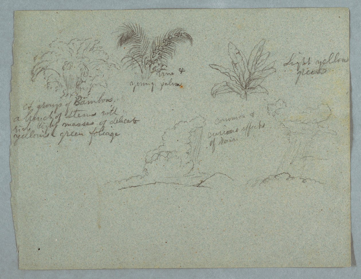 Dessin, bambous, vigne et jeune palmier, plante, et deux scènes de pluie tombant des nuages sur des crêtes, Rio Magdalena, Colombie, 1853, probablement mai - Frederic Edwin Church