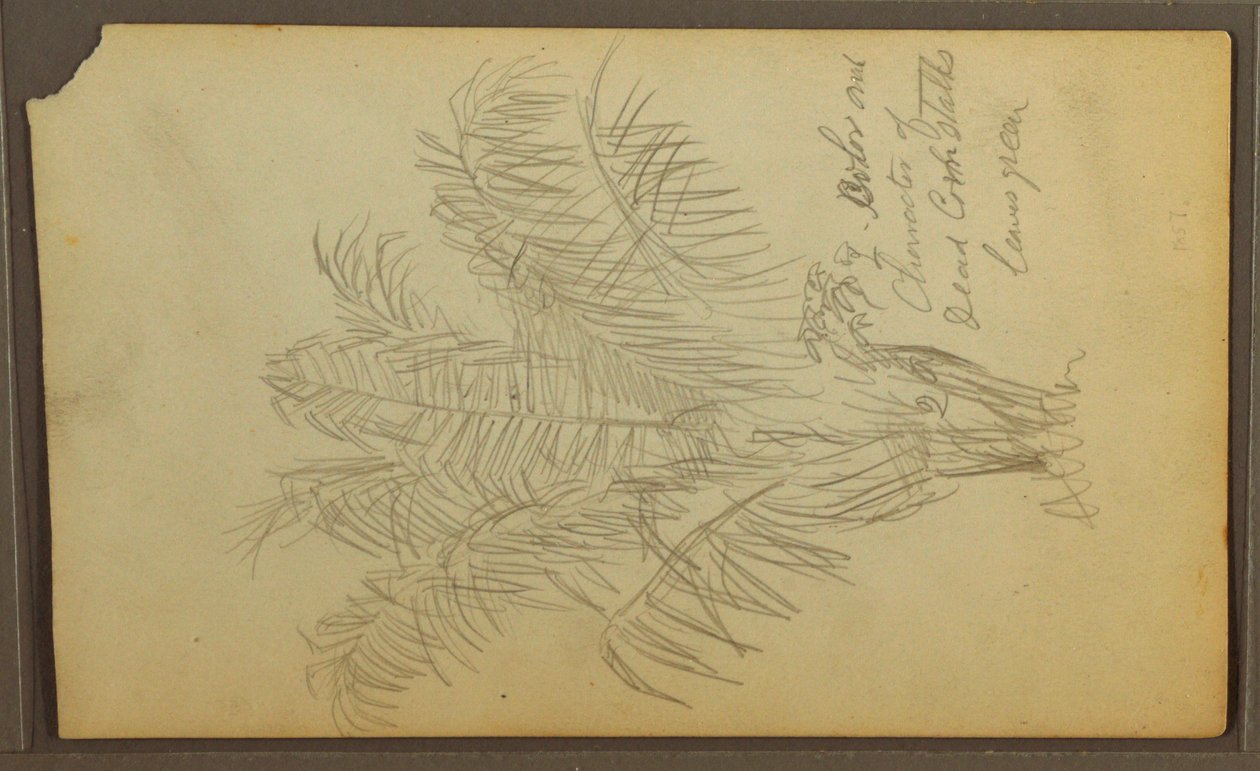 Dessin, croquis botaniques, 1857 - Frederic Edwin Church