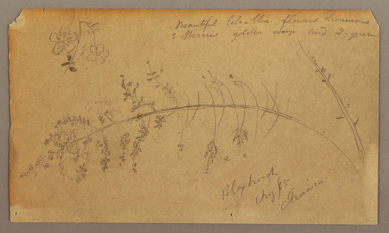 Dessin, croquis botaniques, août 1865 - Frederic Edwin Church