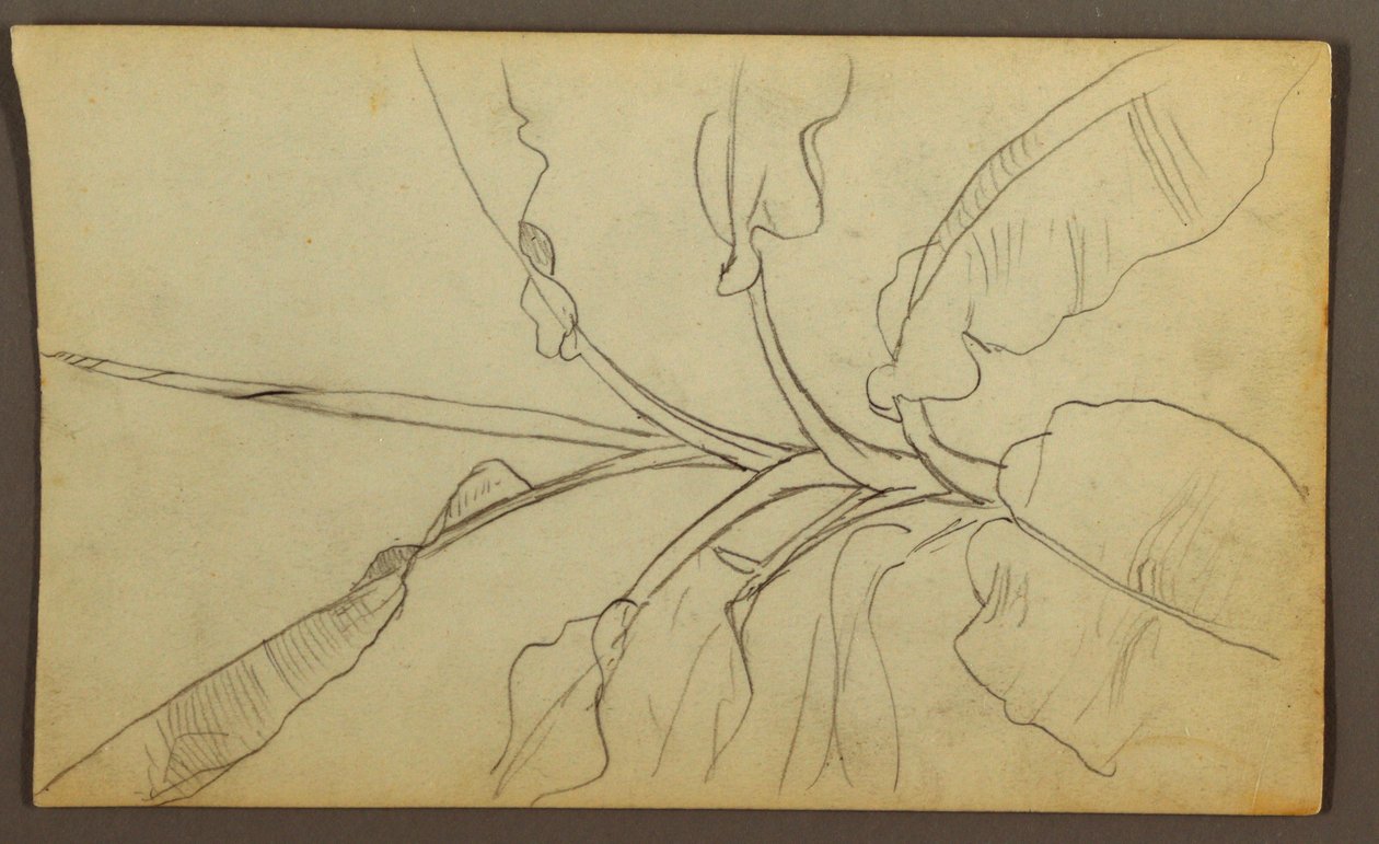 Dessin, croquis botaniques, Équateur ou Colombie ; Verso : croquis botaniques, 1857 - Frederic Edwin Church