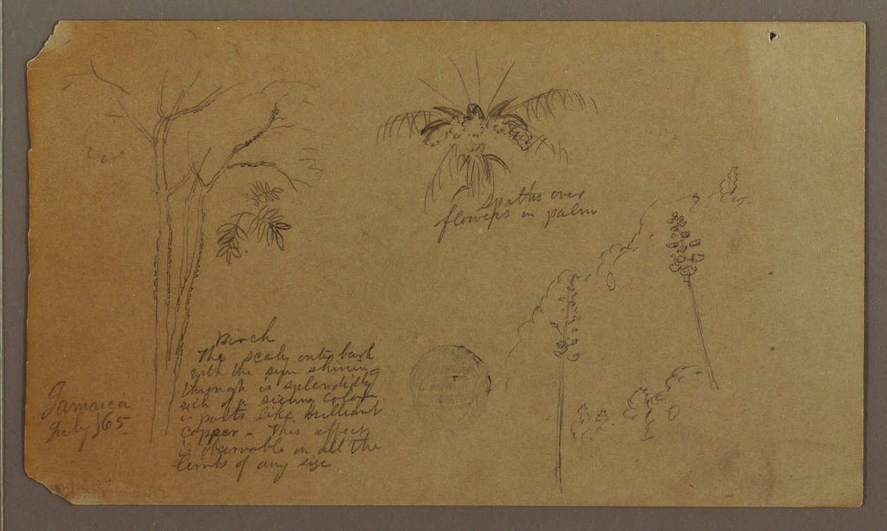 Dessin, croquis botaniques, juillet 1865 - Frederic Edwin Church