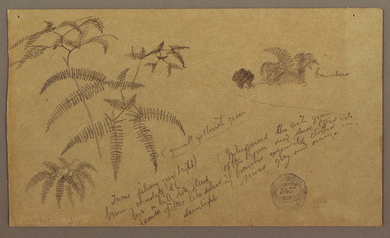 Dessin, croquis botaniques, mai-août 1865 - Frederic Edwin Church