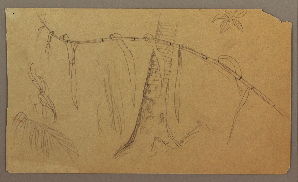 Dessin, croquis botaniques, mai-août 1865 - Frederic Edwin Church
