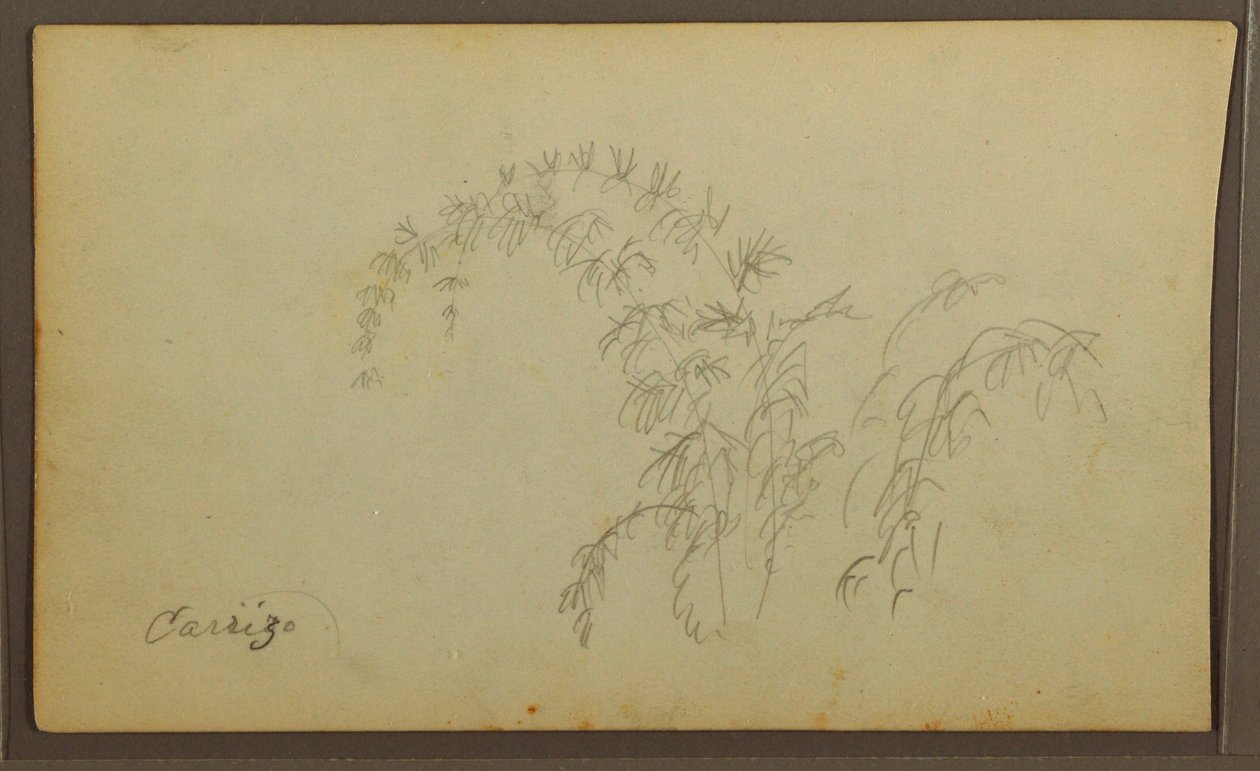 Dessin, croquis botaniques ; Verso : croquis botaniques, 1857 - Frederic Edwin Church
