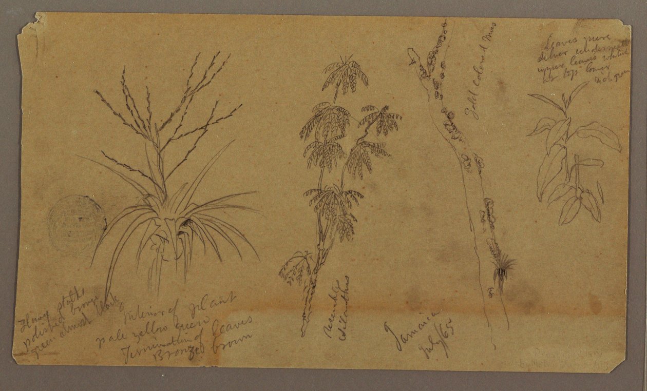 Dessin, croquis botaniques ; Verso : nuages, juillet 1865 - Frederic Edwin Church