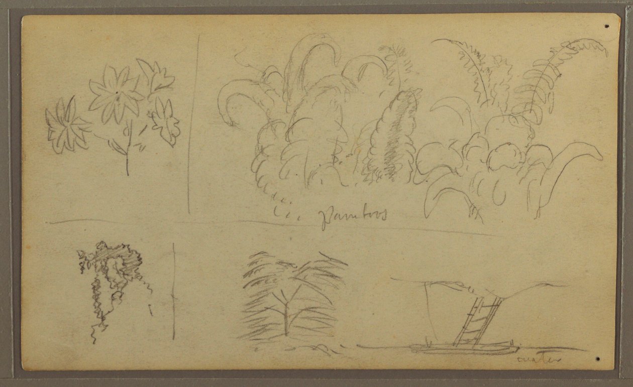 Dessin, croquis botaniques ; Verso : lézard, palmier, 1857 - Frederic Edwin Church