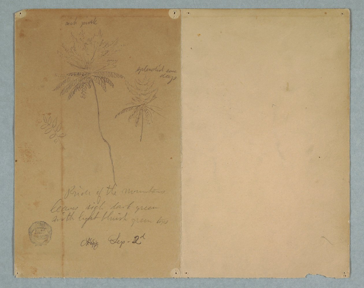 Dessin, Croquis botaniques : une branche, un arbre et une cime, Amérique du Sud, 2 septembre 1853 - Frederic Edwin Church