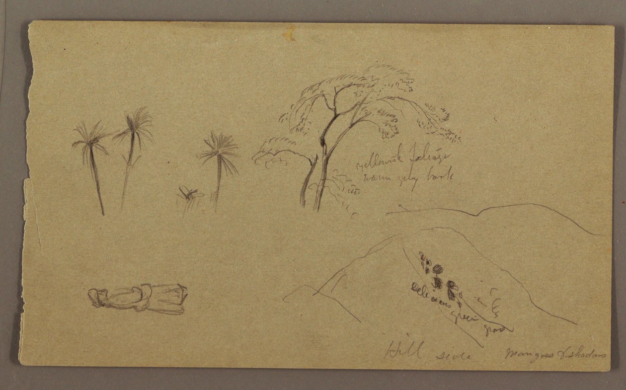 Dessin, croquis botaniques, figure, mai-août 1865 - Frederic Edwin Church