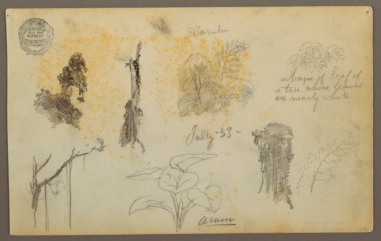 Dessin, Croquis botaniques de Colombie : Bambous, troncs et détails, juillet 1853 - Frederic Edwin Church