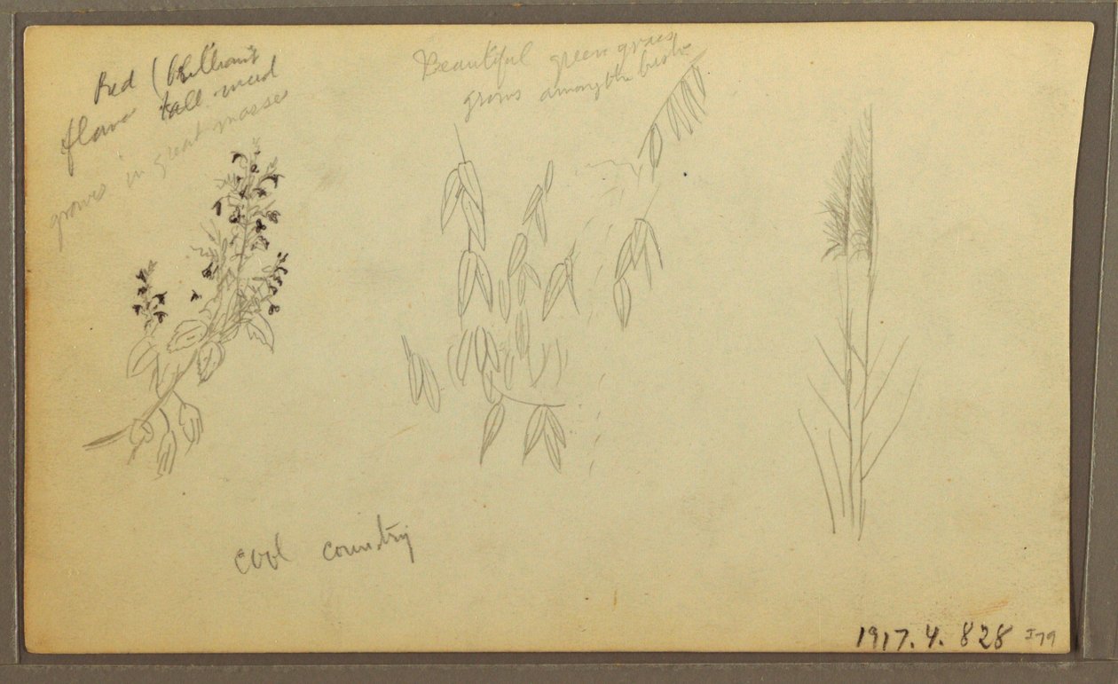 Dessin, croquis botaniques, maison ; croquis botaniques, 1857 - Frederic Edwin Church