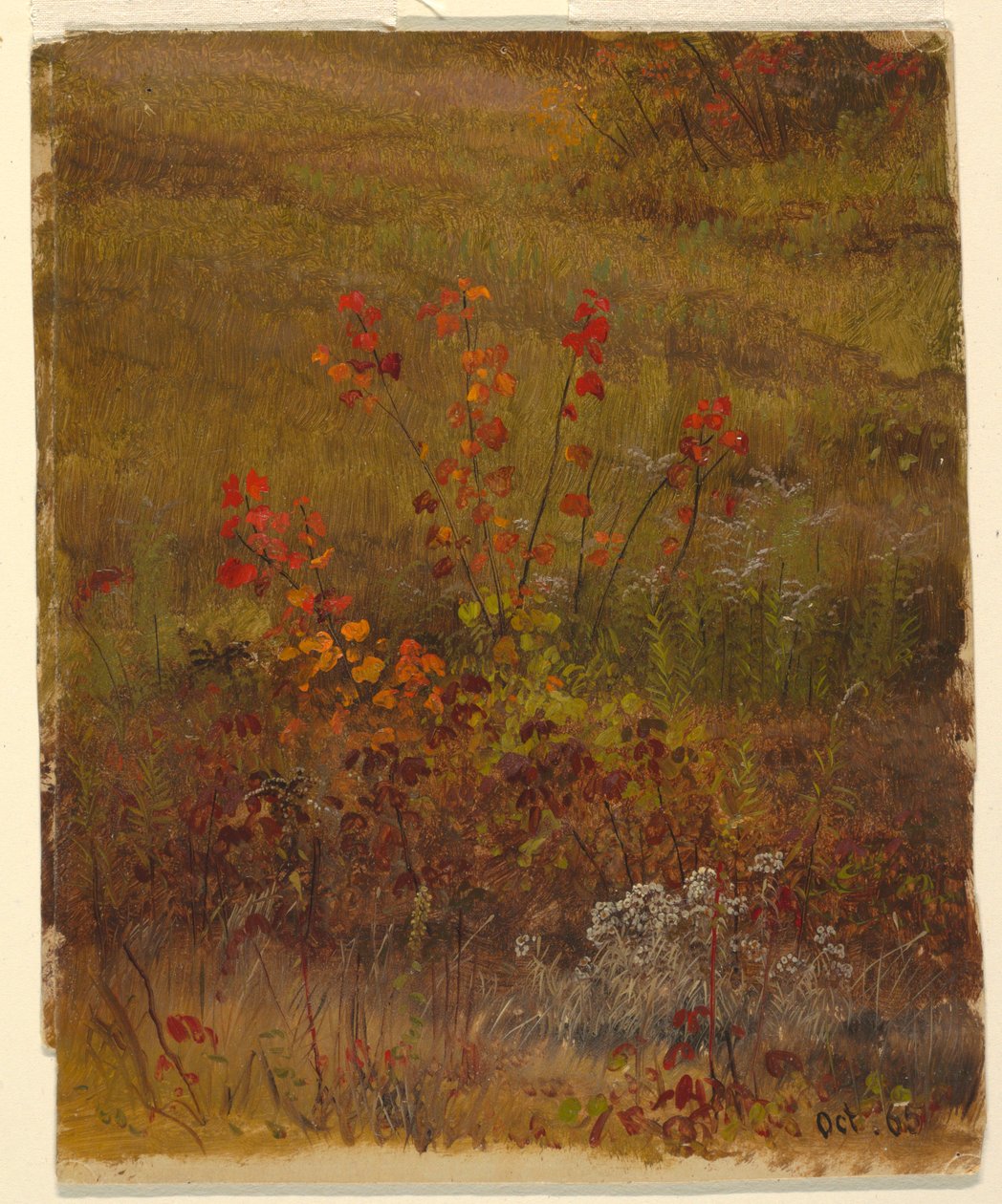 Dessin, études botaniques, octobre 1865 - Frederic Edwin Church
