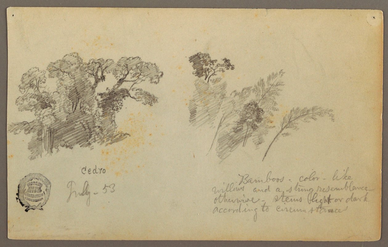 Dessin, Études botaniques de Columbia, juillet 1853 - Frederic Edwin Church