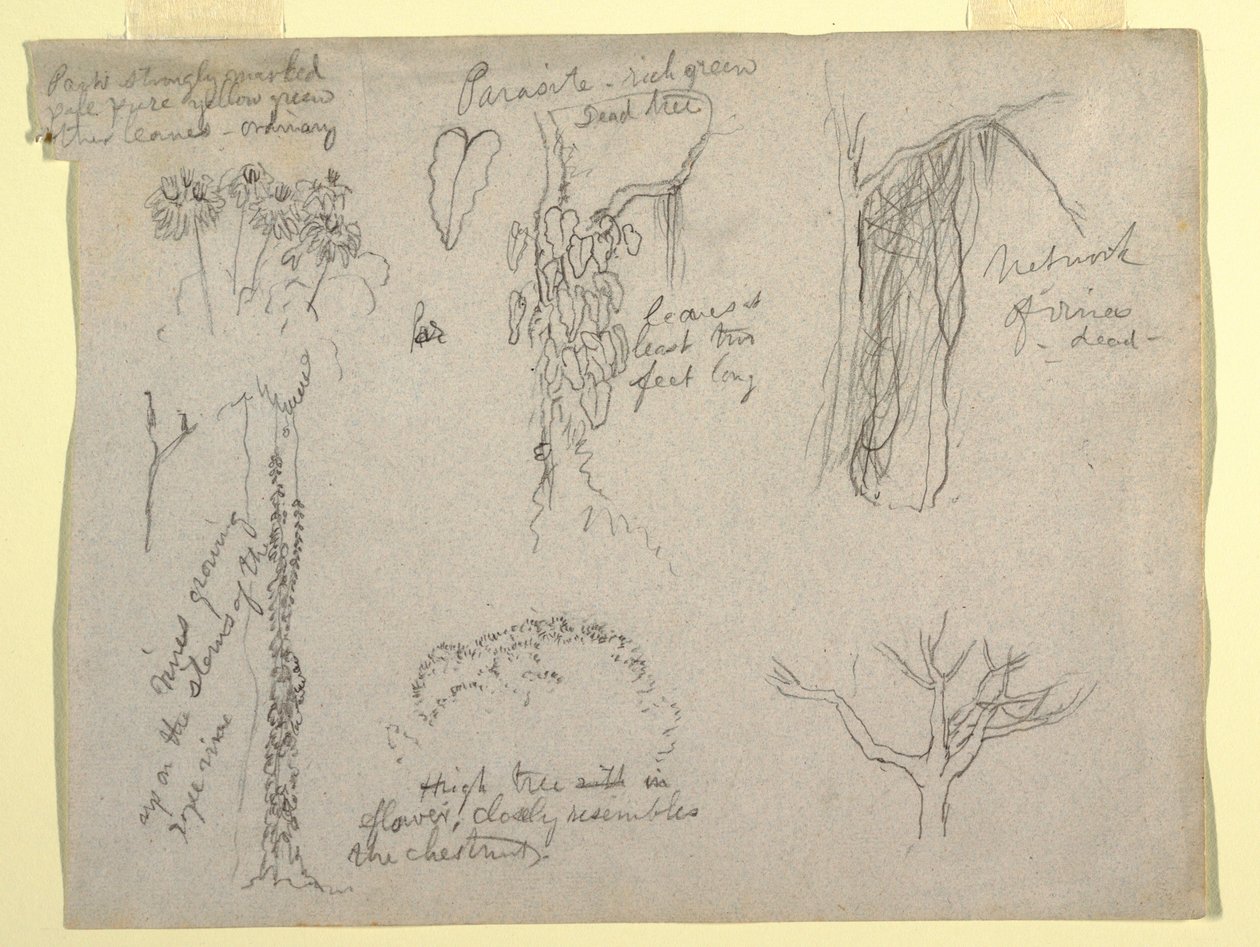 Dessin, études botaniques réalisées sur le Rio Magdalena, Colombie :  Parasite, arbre mort, 1853 - Frederic Edwin Church