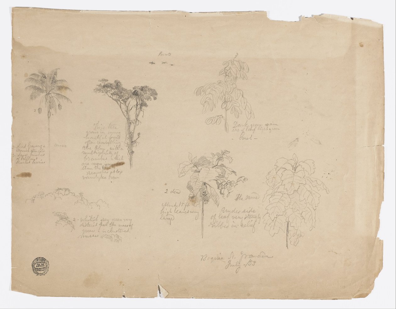 Dessin.  Croquis botaniques de Colombie. - Frederic Edwin Church
