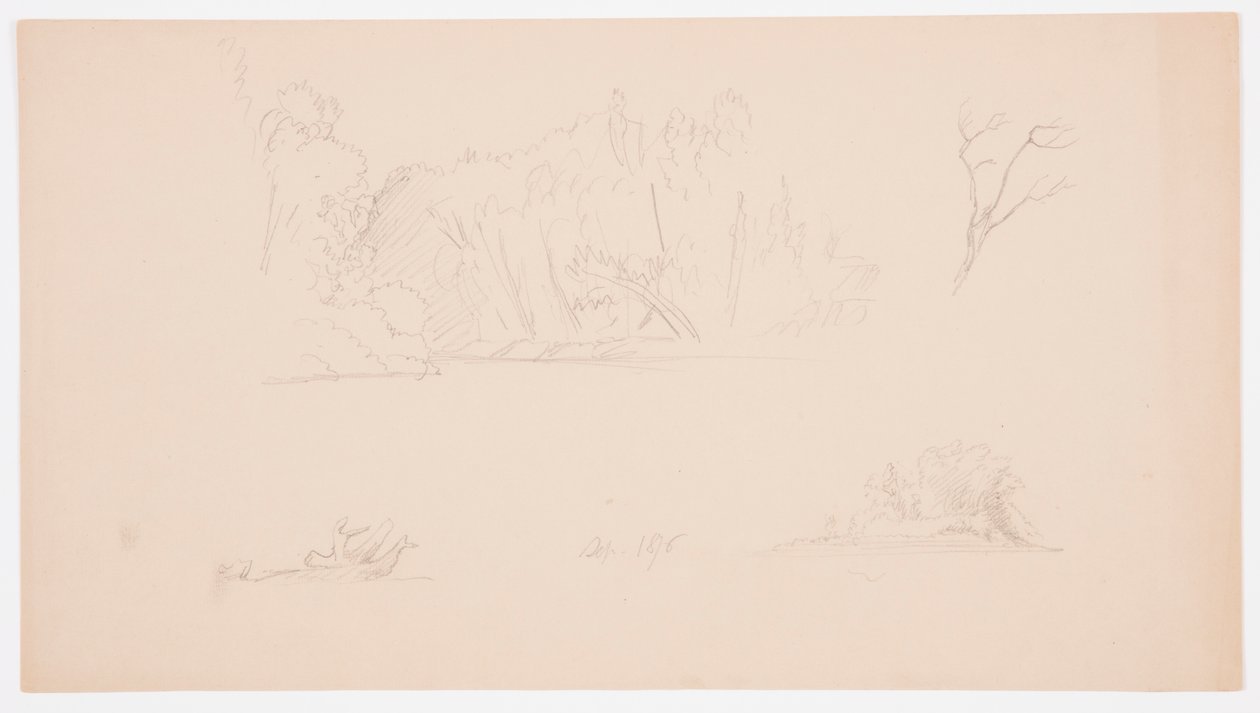 Dessin, Esquisses botaniques : arbre, arbres au bord de l