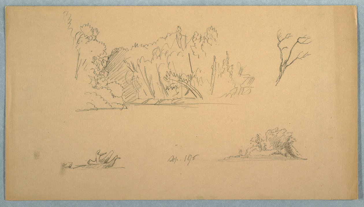 Dessin, Esquisses botaniques : arbre, arbres au bord de l