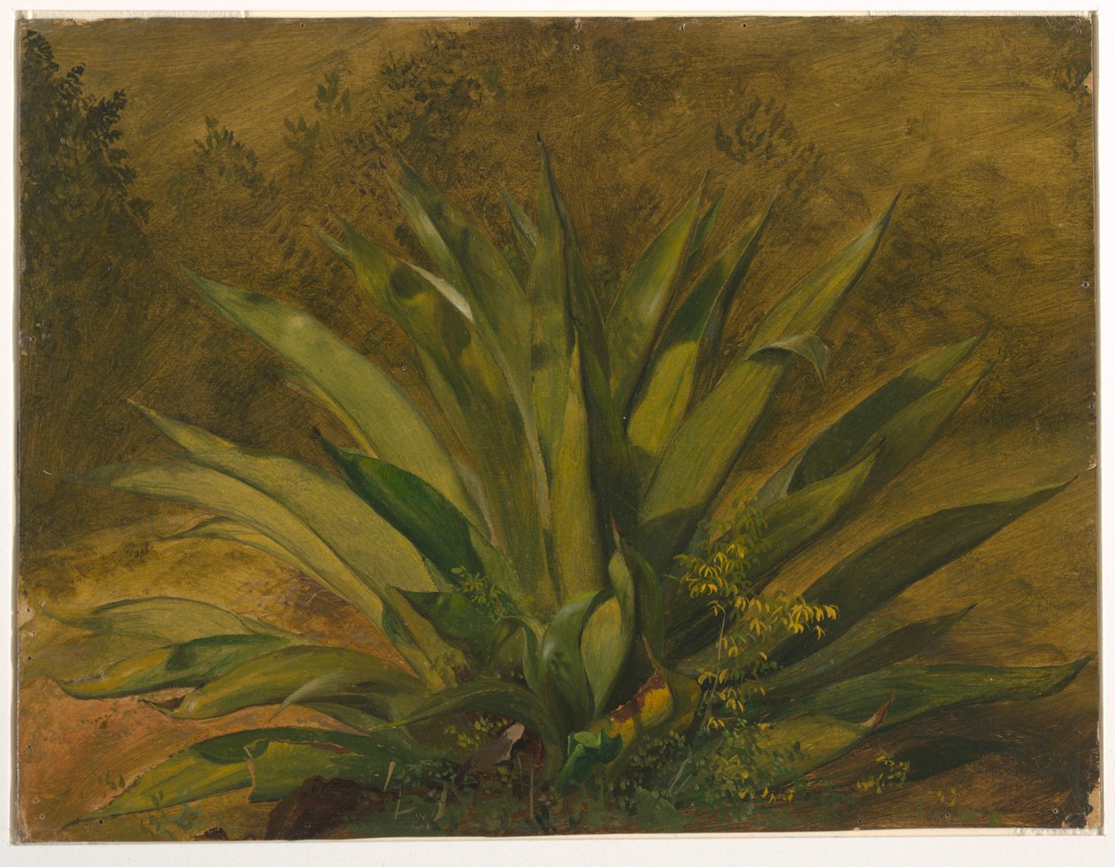 Dessin, étude botanique, 1865-66 - Frederic Edwin Church