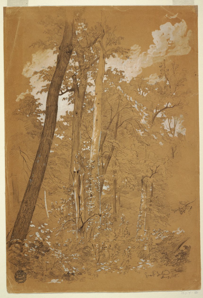 Dessin, Châtaigniers sur Goat Island, rivière Niagara, New York, août 1858 - Frederic Edwin Church