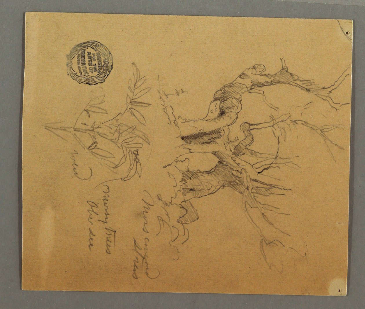 Dessin, arbres morts, plante, peut-être 1868 - Frederic Edwin Church
