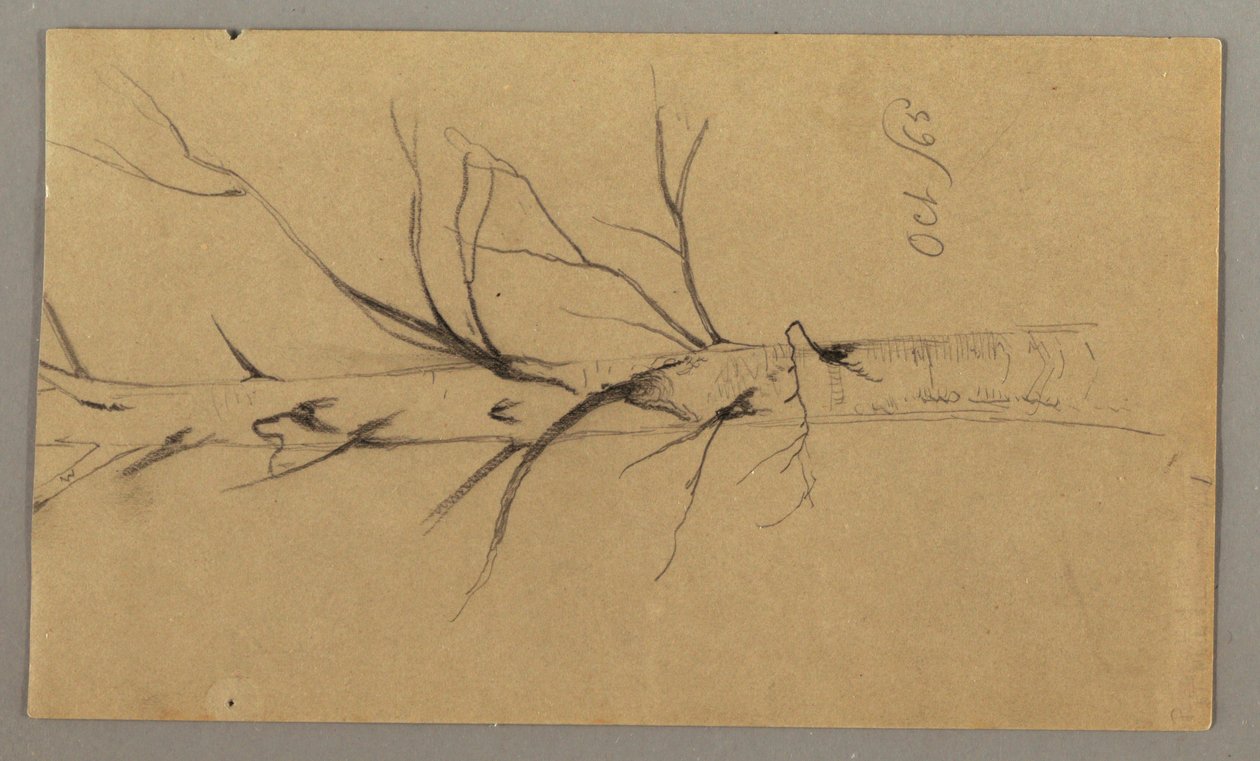 Dessin, Arbre mort, octobre 1865 - Frederic Edwin Church