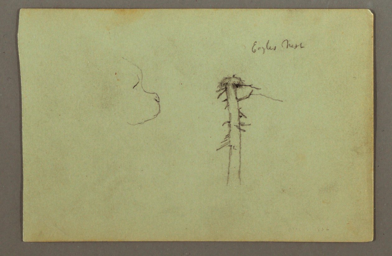 Dessin, tête de chien, nid d