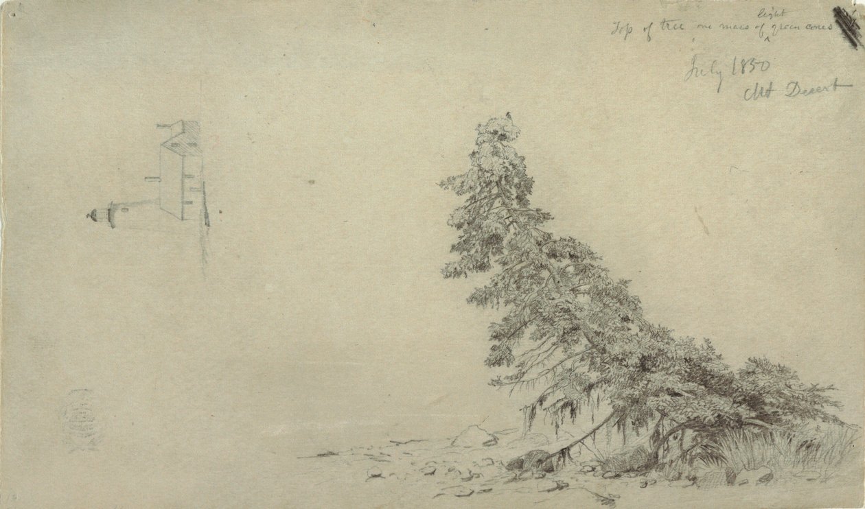 Dessin, Arbre à feuilles persistantes près du rivage avec un détail du phare et d