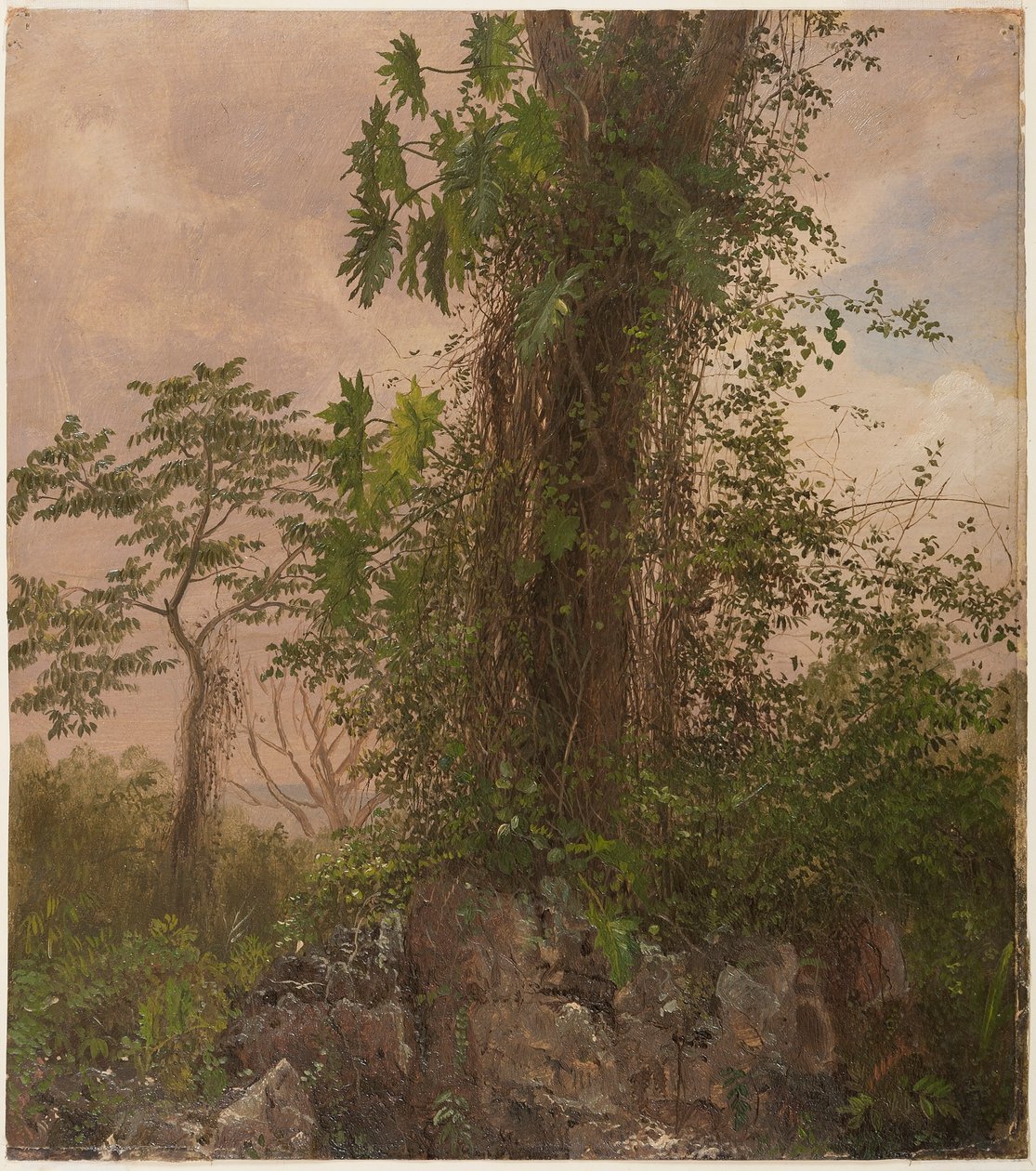 Dessin, Figuier et philodendron sauvage, 1865 - Frederic Edwin Church