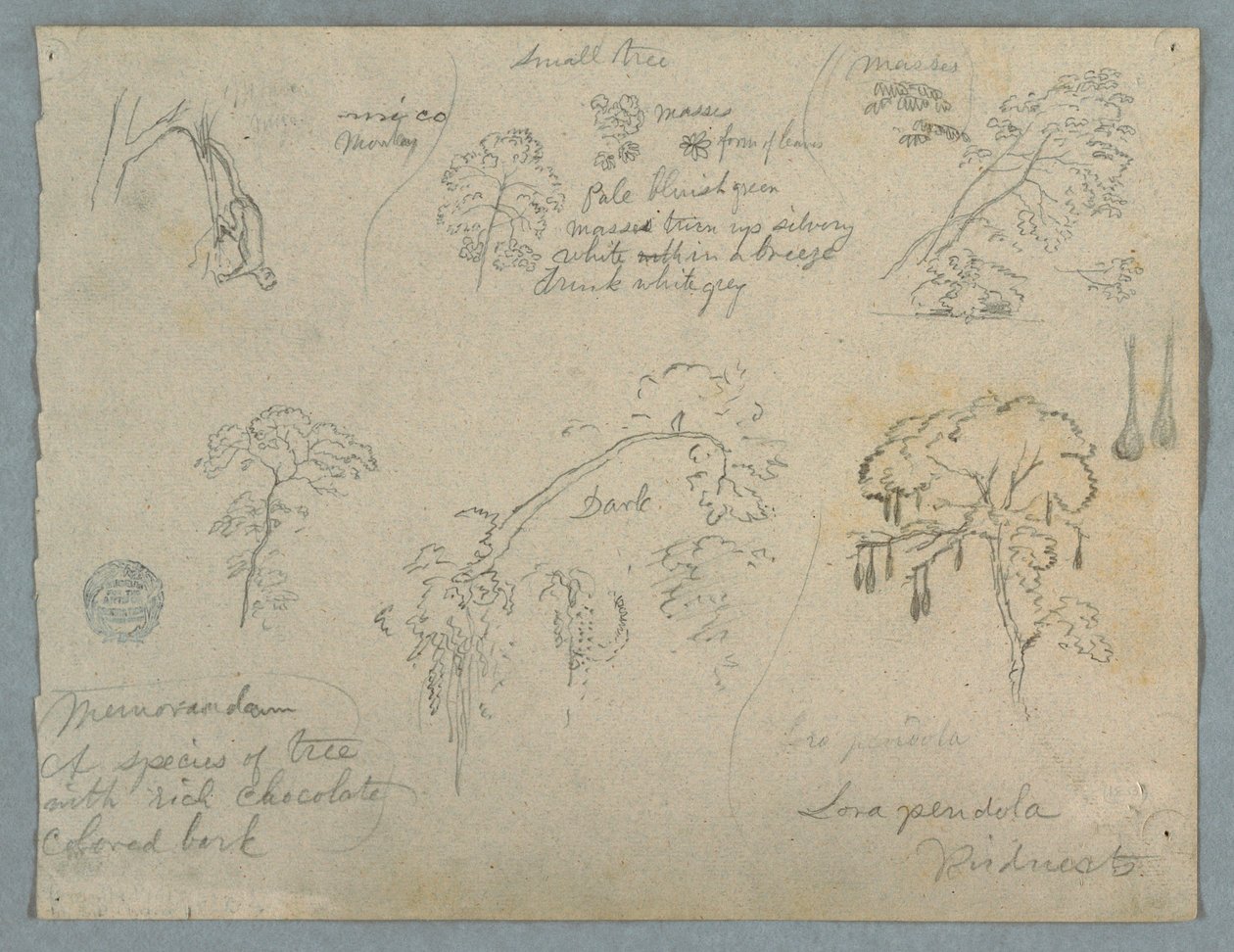 Dessin, Cinq études botaniques avec un singe suspendu, probablement Colombie, 1853 - Frederic Edwin Church