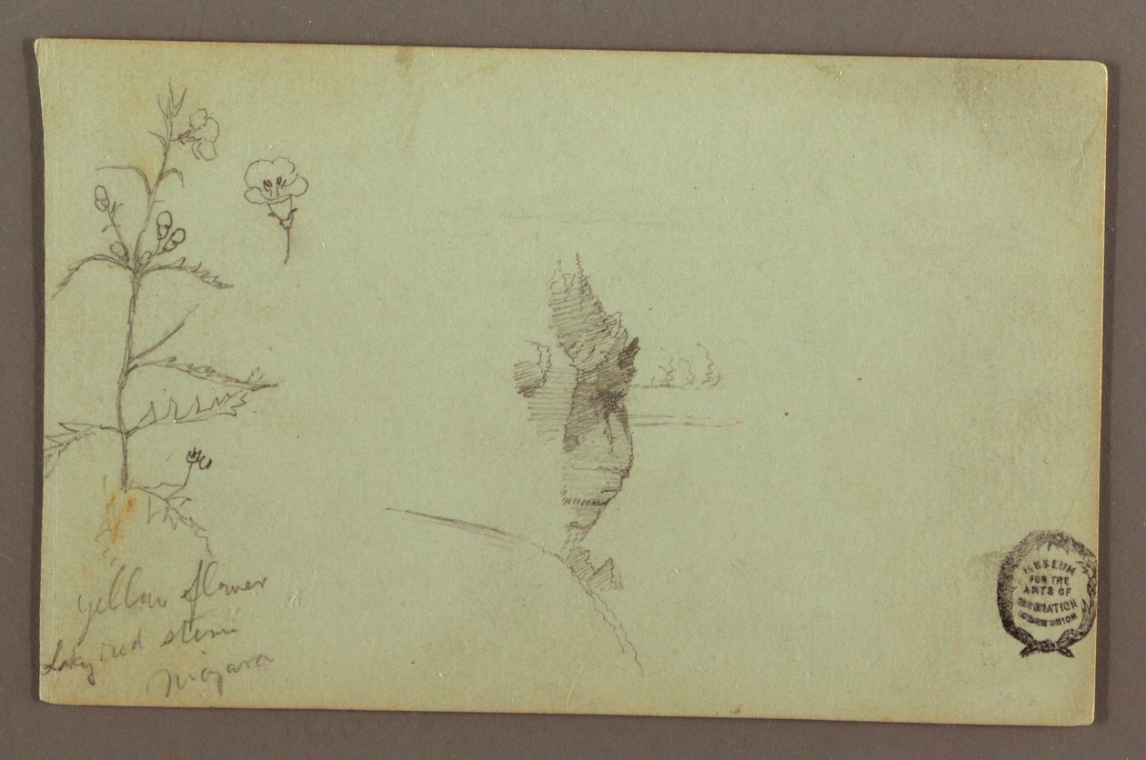 Dessin, plante à fleurs et rocher entre les chutes américaine et canadienne à Niagara, peut-être 1858 - Frederic Edwin Church