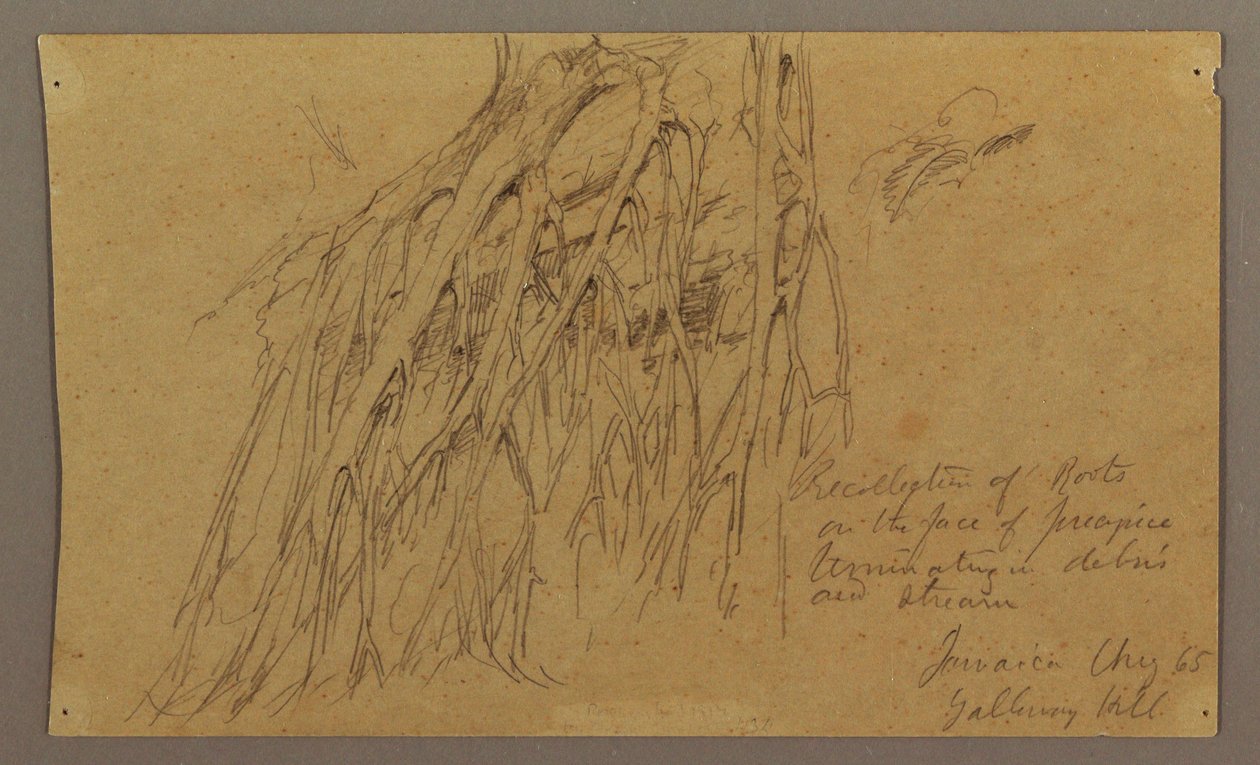 Dessin, racines suspendues, colline de Galleway, août 1865 - Frederic Edwin Church