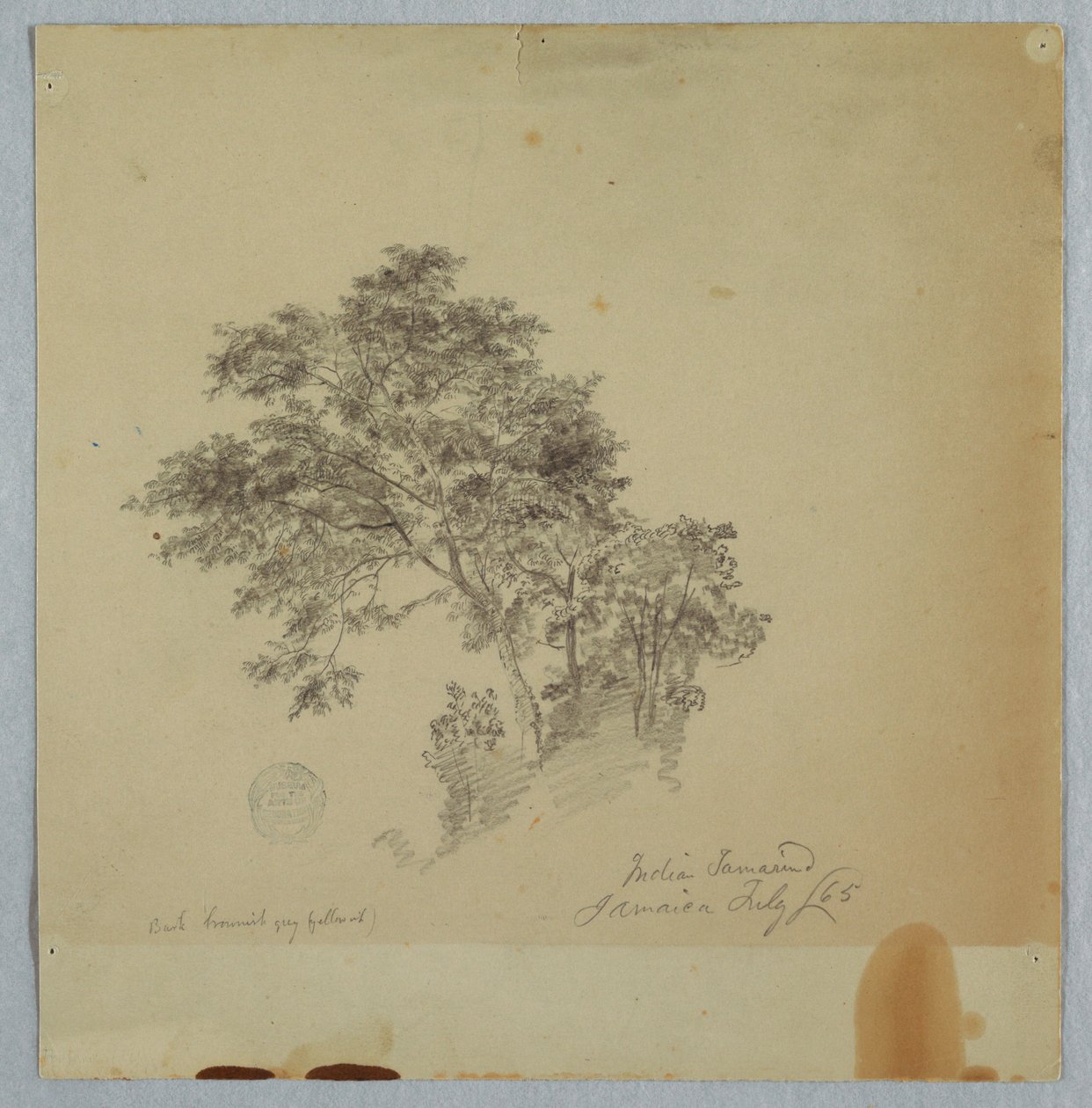 Dessin, Tamariniers indiens, Jamaïque, juillet 1865 - Frederic Edwin Church
